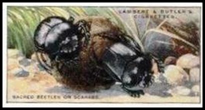 4 Sacred Beetles or Scarabs